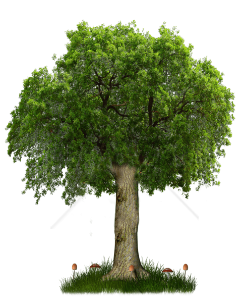 Trees Background Image PNG Graphics With Clear Alpha Channel