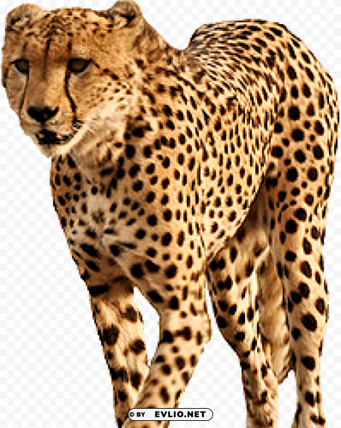Cheetah PNG for social media