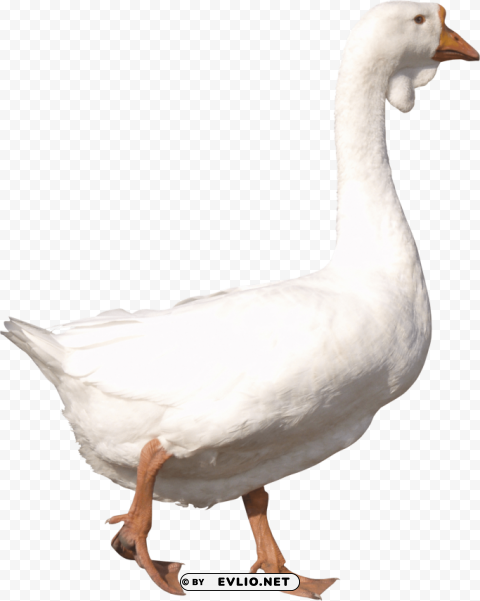 Duck PNG Graphics