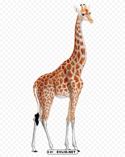 giraffe Free PNG images with alpha transparency compilation