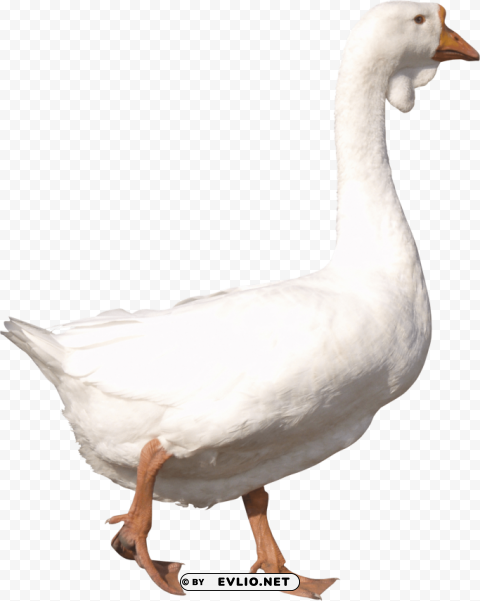 goose HighQuality Transparent PNG Isolated Graphic Element
