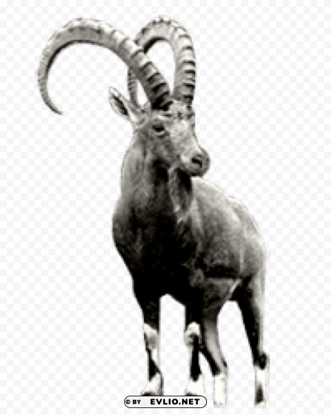 ibex grey PNG Graphic Isolated on Clear Background Detail