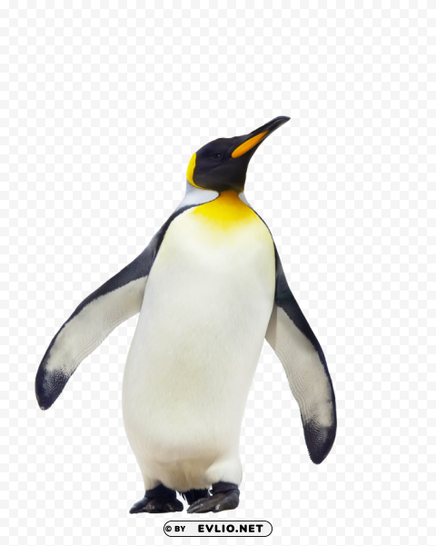 penguin walking PNG Image with Isolated Transparency