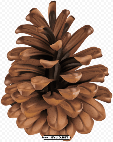 pine cone High-resolution PNG images with transparent background