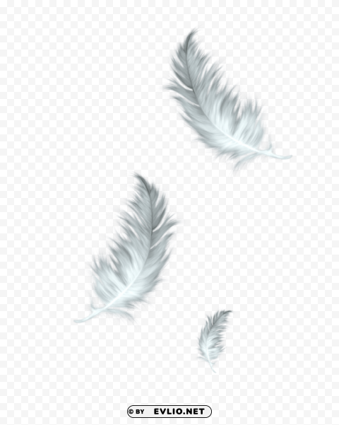 three feathers white grey PNG Image Isolated with Transparent Detail