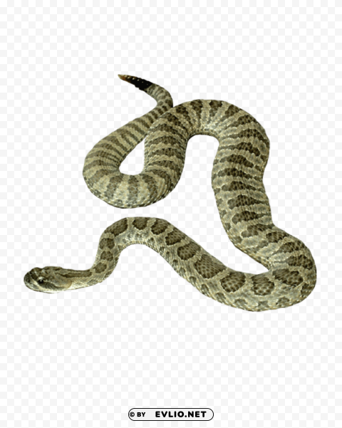 vipers PNG without watermark free