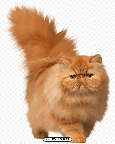 walking cat PNG Image with Transparent Isolated Design