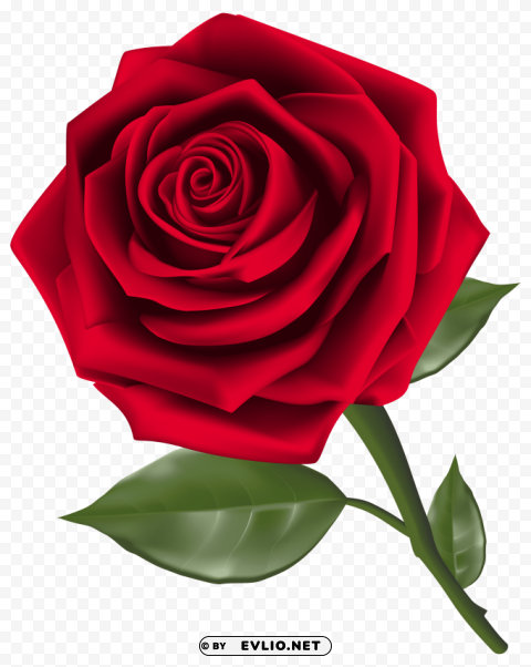 beautiful red rose PNG graphics with clear alpha channel collection
