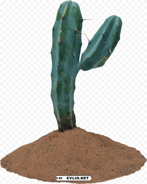 cactus Transparent PNG Isolated Illustrative Element
