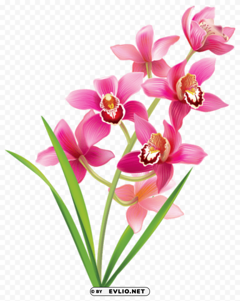 pink orchids Transparent PNG Isolated Illustration