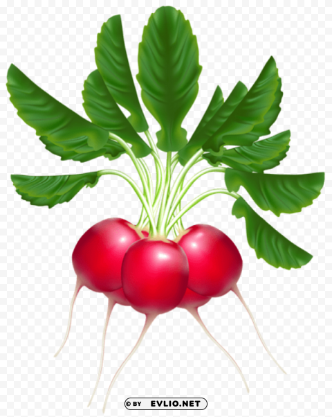 Radishes PNG Graphic Isolated On Clear Background Detail