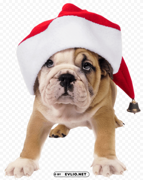 cute dog with santa hatpicture Isolated Item with HighResolution Transparent PNG