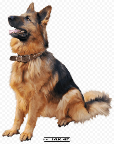 german shepherd dog PNG Image Isolated with Transparency