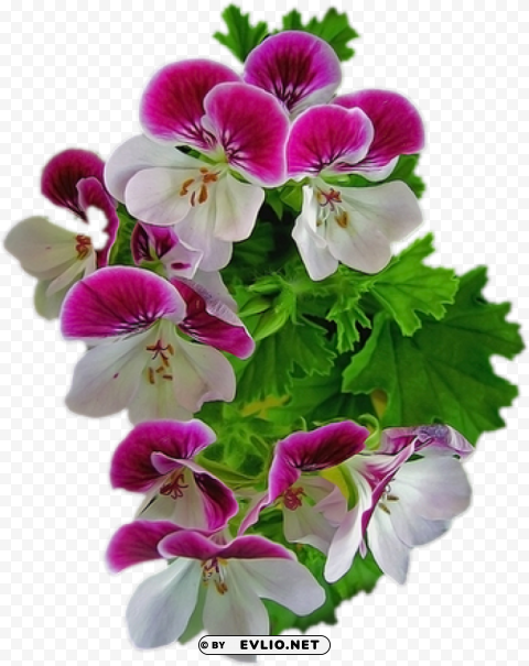 pink violet flower PNG images with no attribution