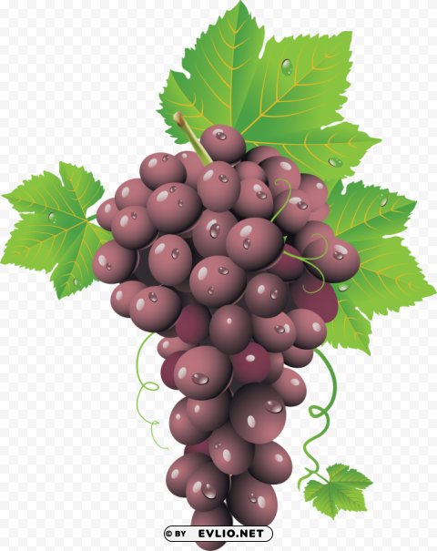 red grapes PNG Isolated Illustration with Clear Background