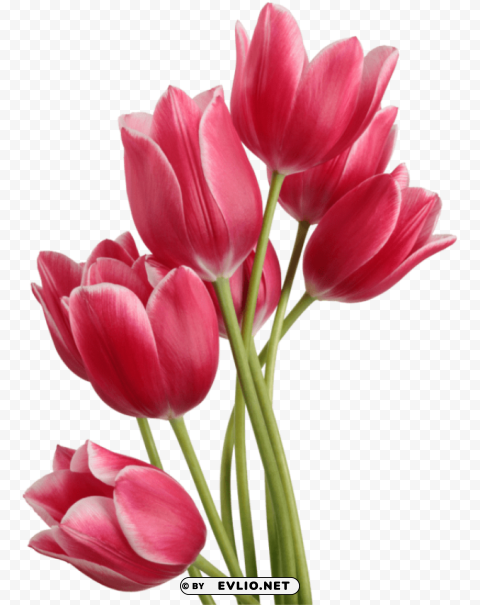 tulip Isolated Item on Clear Background PNG