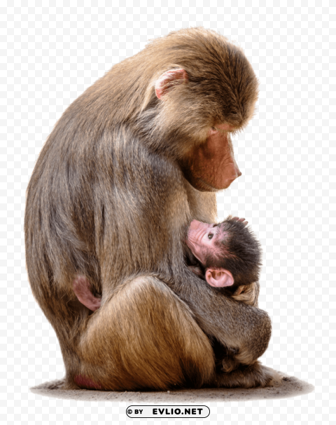 baboon with baby Transparent Background Isolation in PNG Format
