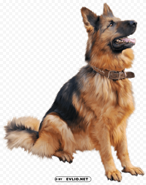 cutest dog sitting Isolated Element on HighQuality Transparent PNG
