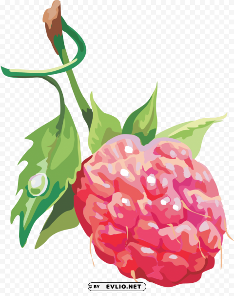 rasberry drawing Transparent PNG graphics library