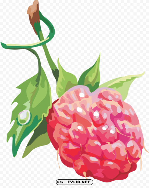 Raspberry Free PNG Images With Alpha Transparency Comprehensive Compilation