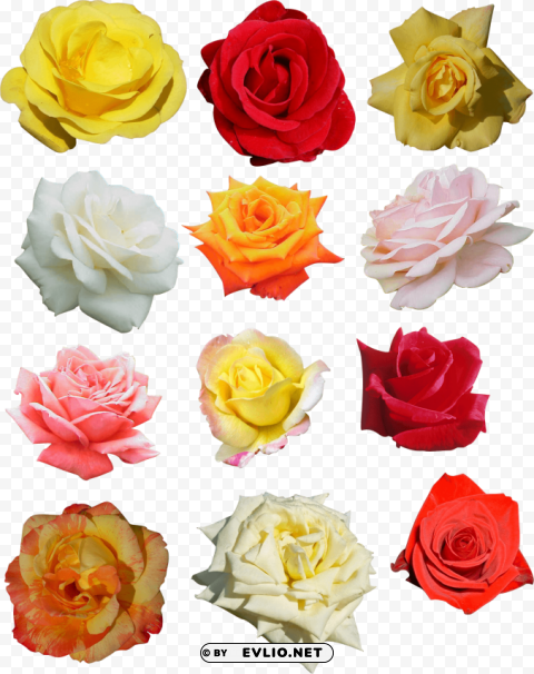 rose Transparent PNG Illustration with Isolation