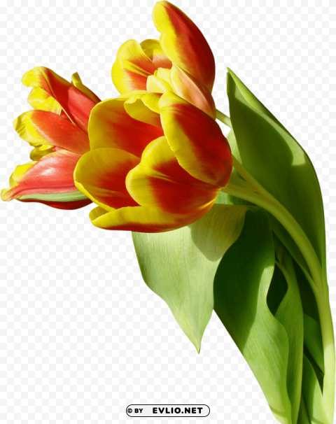 tulip Isolated Character on HighResolution PNG