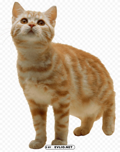 cat transparent PNG pictures without background PNG transparent with Clear Background ID 148fe359