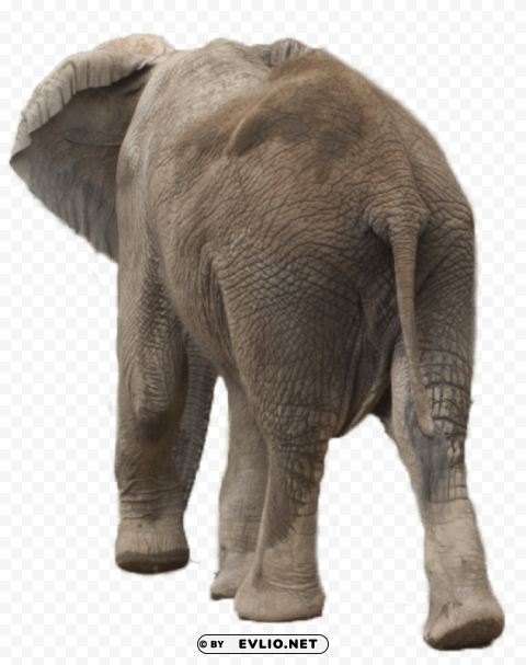 elephant PNG images with no background necessary