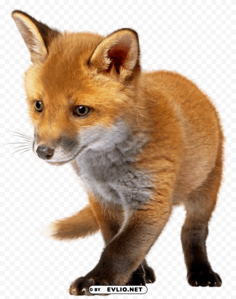 Fox - High-Resolution Picture - ID a67ffb36 Isolated Artwork in Transparent PNG