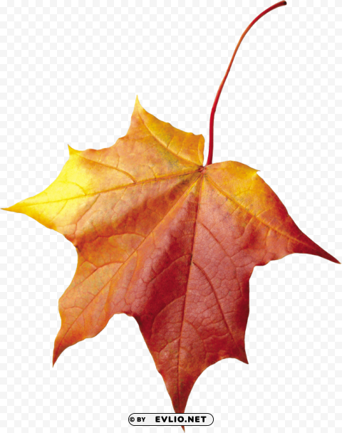 maple autumn leaf PNG artwork with transparency