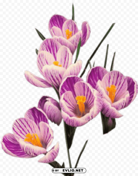 crocus download PNG images with clear cutout
