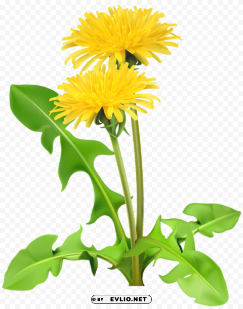 PNG image of dandelions Transparent graphics with a clear background - Image ID 70c9f835