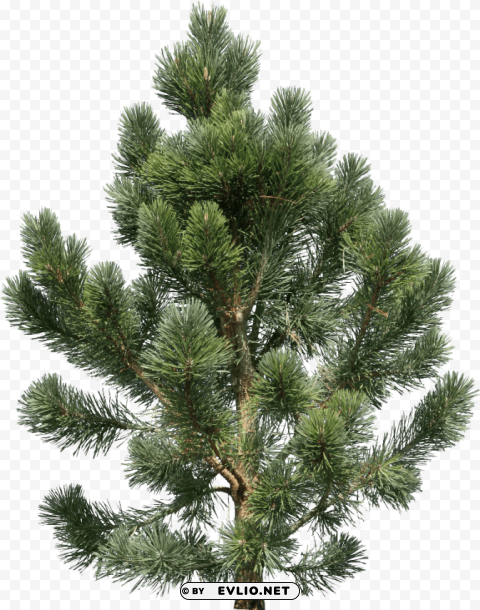 fir tree Transparent PNG Isolated Graphic Design