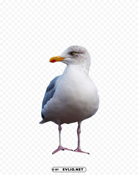 gull standing Isolated Item in Transparent PNG Format
