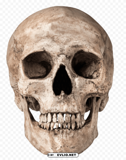 human skull Isolated Item in Transparent PNG Format
