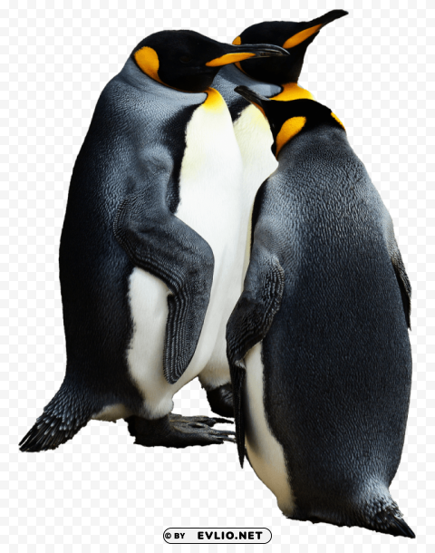 penguins group of 3 Isolated Artwork on Transparent Background