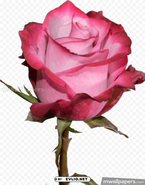rose hd wallpapers 1080p PNG images with transparent space