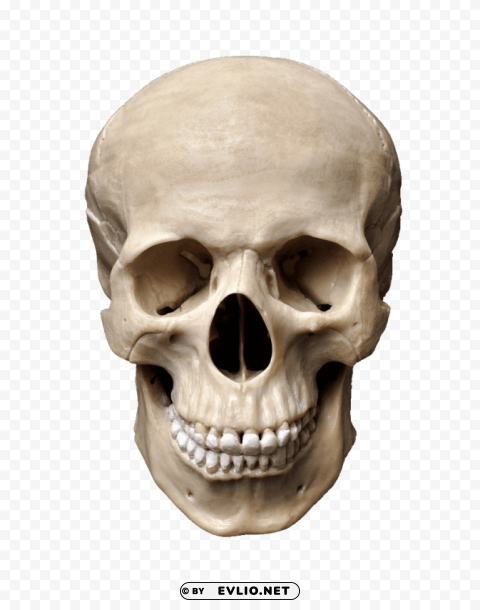 Transparent background PNG image of skull Clear PNG pictures free - Image ID f3c788c8