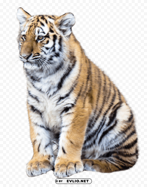 Tiger PNG with cutout background