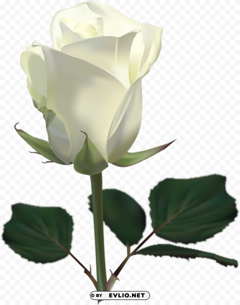 White Roses PNG Graphic With Clear Background Isolation