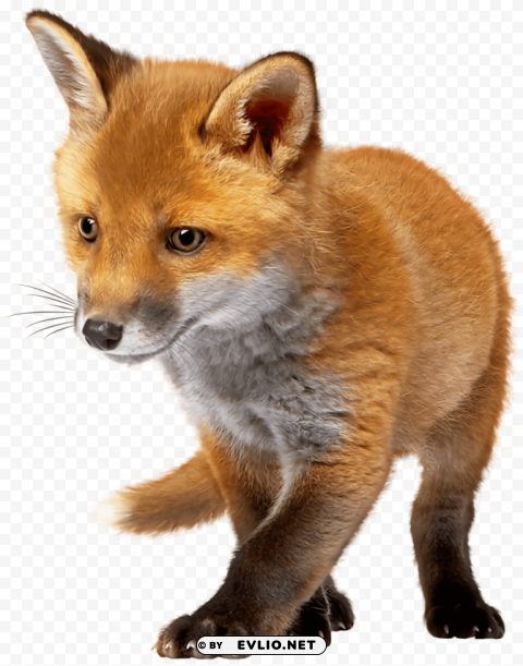 Baby Fox PNG Graphic Isolated On Transparent Background