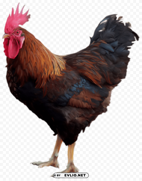 cock Free PNG images with transparent backgrounds png images background - Image ID 2df3c334