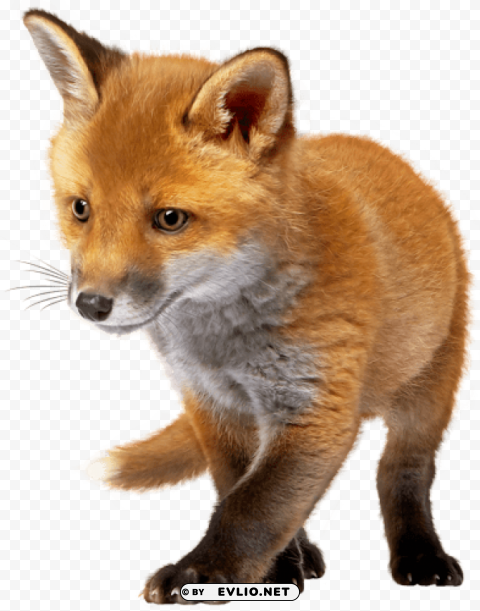 fox photo PNG format