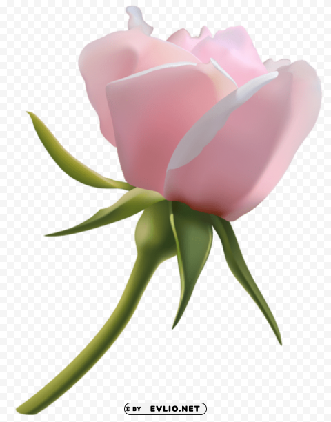 beautiful pink rose bud PNG transparent design