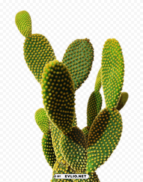 cactus Clear Background PNG Isolated Item