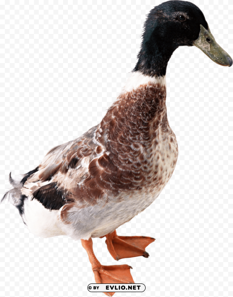 duck PNG graphics with clear alpha channel collection