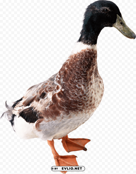 Duck PNG Graphics With Clear Alpha Channel Collection