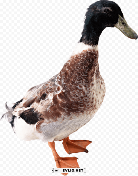 duck from side PNG Graphic Isolated on Clear Backdrop