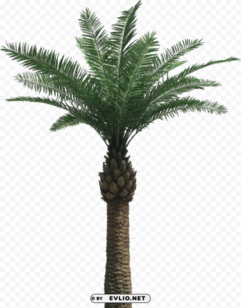 Palm Tree Isolated Graphic On HighQuality Transparent PNG