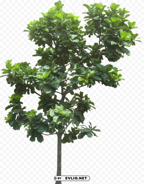 fig tree PNG Isolated Object on Clear Background
